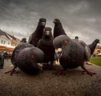 Создать мем Голуби гопники