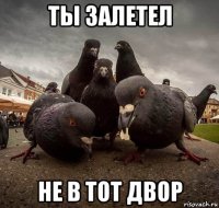 ты залетел не в тот двор
