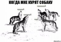 Когда мне курят собаку