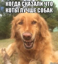 когда сказали что коты лучше собак 