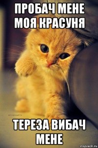 пробач мене моя красуня тереза вибач мене