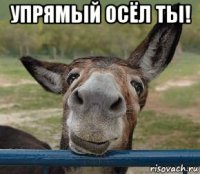 упрямый осёл ты! 