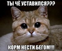 ты чё уставился??? корм нести бегом!!!