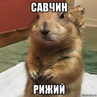 савчин рижий