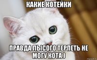 какие котейки правда лысого терпеть не могу кота )