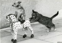 катись к хуям, Мем Катись к хуям
