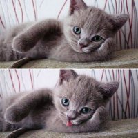 хозяин где рыба, Мем Кот