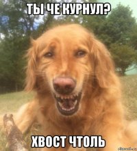 ты че курнул? хвост чтоль