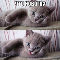 что нового? 
