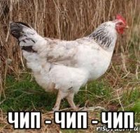  чип - чип - чип