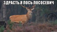 здрасть я лось лососевич 