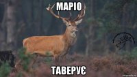 маріо таверує