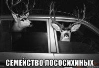  семейство лососихиных