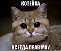 котейка всегда прав мау