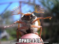  .........приве-е-ет.........