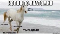 колок по анатомии 