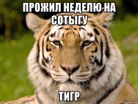 прожил неделю на сотыгу тигр