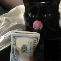 Создать мем Котик с деньгами