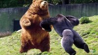 top 10 anime battles , Мем Обезьяна