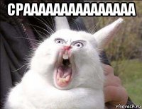 cpaaaaaaaaaaaaaaa 