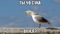 ты чо сука охуел?
