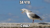 за что, сука?