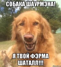 собака шаурмэна! я твой фэрма шаталл!!!