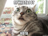 приколы от кота