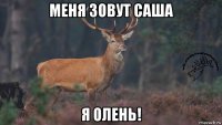 меня зовут саша я олень!