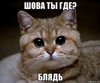 шова ты где? блядь