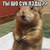 ты шо сук пздц ?? 