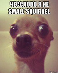 чесслово я не small*squirrel 