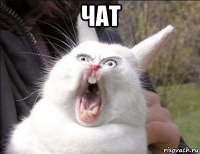 чат 