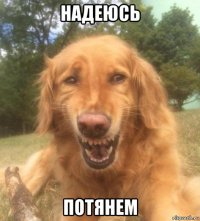 надеюсь потянем