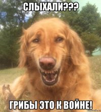 слыхали??? грибы это к войне!