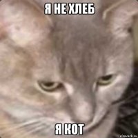 я не хлеб я кот