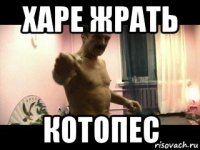 харе жрать котопес