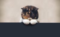 валерий михайлович простите меня, Мем Грустный кот