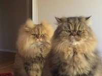 Все мемы Коты