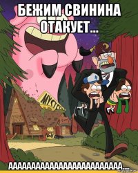 бежим свинина отакует... ааааааааааааааааааааааааа....