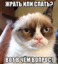 жрать или спать? вот в чём вопрос!