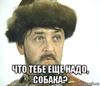  что тебе еще надо, собака?