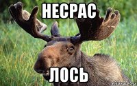 несрас лось