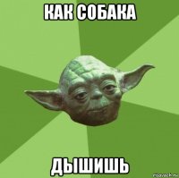 как собака дышишь