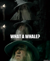  what a whale? 