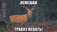 немешай травку жевать!