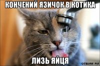 кончений язичок в котика лизь яйця