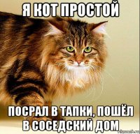 я кот простой посрал в тапки, пошёл в соседский дом