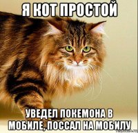 я кот простой уведел покемона в мобиле, поссал на мобилу
