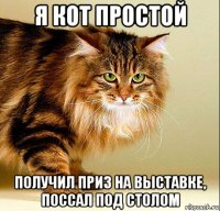 я кот простой получил приз на выставке, поссал под столом